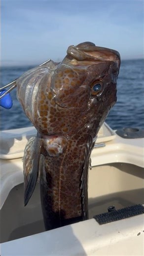First Lingcod of 2026 #pugetsound #lingcod #jigging #bottomfishing #pnw #fishing