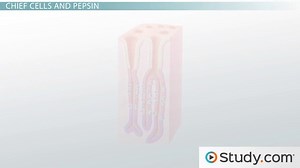 Physiology of the Stomach and Gastric Juices