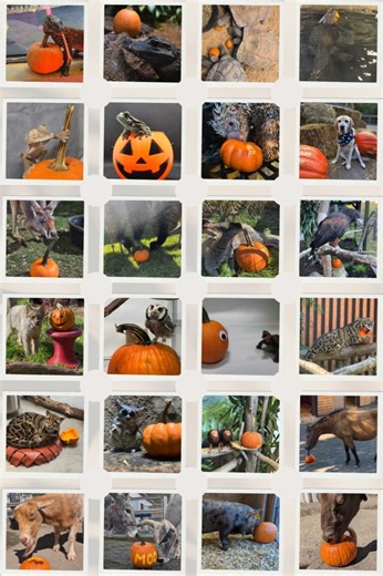 2.2K views · 32 reactions | Pumpkin fun from around the Zoo  Let us know your favorite! | Turtle Back Zoo | Facebook