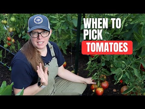 Perfect Tomatoes Start With Picking Them Right