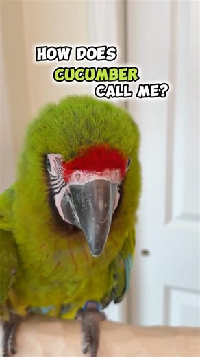 How Does Cucumber Call Me?