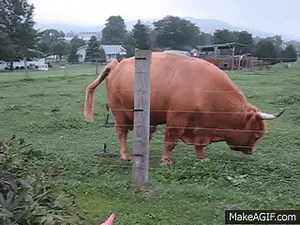 Real Bull Poop on Make a GIF