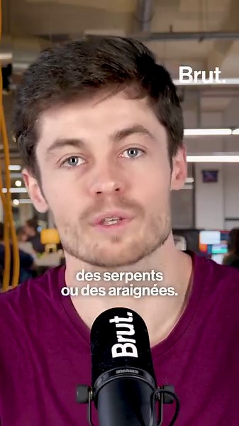 376K views · 107 reactions | LA GRANDE EXPLICATION. On voit souvent des tops d'animaux les plus dangereux dans le monde pour les humains, mais qu'en est-il en France ? N'ayant pas trouvé de classement déjà établi, Lucas a décidé d'en faire un lui-même et de se lancer dans un décompte, animaux par animaux. Voici les résultats de ses recherches. | Brut | Facebook