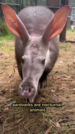 The Ants Eater Aardvark #shorts #animals #pets