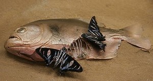 Vienna's creepy natural history museum exhibits in photos
