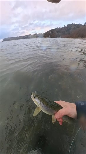 Nice Winter Cutthroat Trout FlyFishing the Puget Sound ##fishing ##outdoors
