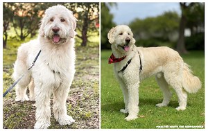 German Shepherd   Poodle = Shepadoodle! - Rocky Kanaka