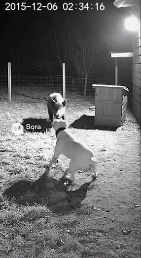 CCTV: Dogo Argentino Attacks Wild Boar at Night🐕🐗 #viral #animals #shorts