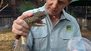 136K views · 81 reactions | Here's how you milk the venom of the world's longest venomous snake // via The Australian Reptile Park | Yarns | Facebook