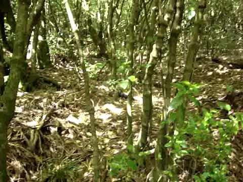New Zealand native bird sounds