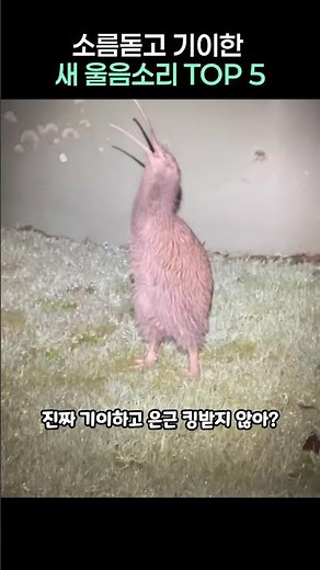 소름돋고 기이한 새 울음소리 top 5