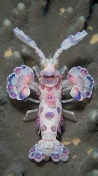 The Ocean’s Most Beautiful Assassin. 🦐🌸 #HarlequinShrimp