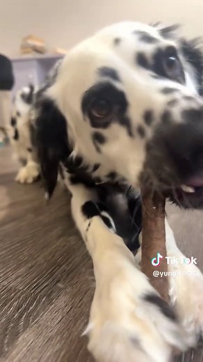 BARK-Obsessed Household: Embracing Our Furry Friends