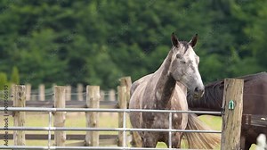 A dappled grey horse stands by a fence in a lush green pasture, exuding a calm and majestic presence
