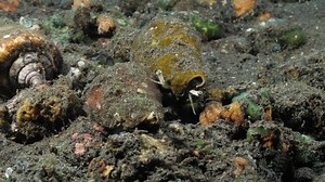 Group Deadly Poisonous Cone Snails Move Stock Footage Video (100% Royalty-free) 1097449373 | Shutterstock