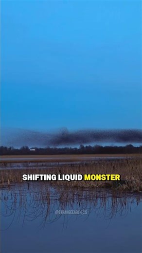 How starlings confuse predators with this insane trick #birds #wildlife #defense