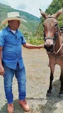 El macho que parece CABALLO de paso