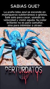 🕷️ La Araña Lobo Azul: Belleza que acecha 💀 Aunque su color azul metálico parece sacado de una joya exótica, esta araña no busca esconderse a la vista. Vive oculta en madrigueras subterráneas que cava en la tierra, desde donde espera en silencio el paso de su presa. No teje telarañas: caza activamente, con precisión letal. Su aspecto brillante no es camuflaje… es una señal de advertencia. Porque en la naturaleza, lo hermoso también puede matar. 📌 Perturbador pero real: cuando la belleza es so
