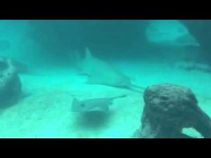 Shark vs saw fish