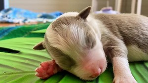 GALATHERA BORDER COLLIES on TikTok