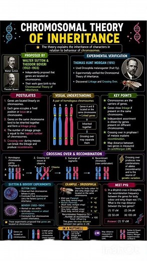 🧬 Chromosomal Theory of Inheritance Explained in Few Seconds | Sutton, Boveri & Morgan | NEET PYQ
