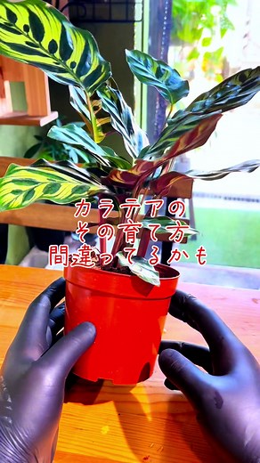 カラテアの育て方：初心者向けの3つの方法