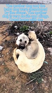 Cute Creatures on Reels