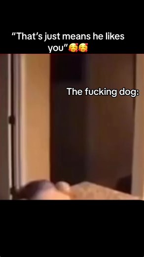 Funny Puppet Reactions in the Kitchen