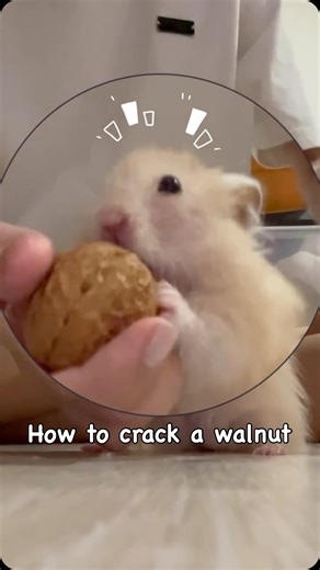 Mumu Hamster 🍭🍫 on Instagram: "วันนี้ป๋มจะสอนแกะวอลนัทกับมี๊ฮะ 🐹🤓 Today, I will show you how to crack a walnut with my mom. ♡ #mumuuhamster ♡ #แฮมสเตอร์ไจแอนท์ #syrianhamsters #ハムスター #햄스터"