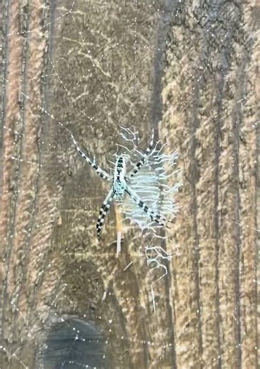Giant Banana Spider warning me…#spider