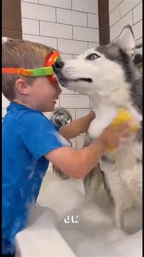Husky 🐕 Taking Shower 🚿😂 #shorts #viralshorts #funny #husky #kids