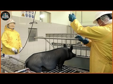How Blood Sausage Is Made - Pig Processing Plant In Korea | Farming Documentary