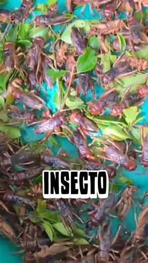 1.2K views · 64 shares | #masilya #housing #crickets #hipon | Geckus Accredited | Facebook