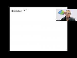 11.8 cerebellum