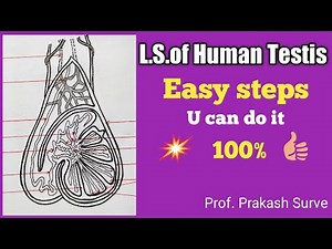CLASS -12th , How to draw Human Testis ( L.S.)Diagram Easy steps By Prof. Prakash Surve( Moderator)