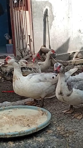 The Strongest Muscovy Drake on the Farm 👑 Powerful Backyard Farm Duck Life