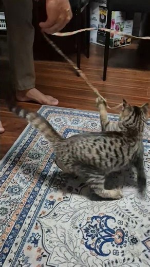 The Cat is Playing With String