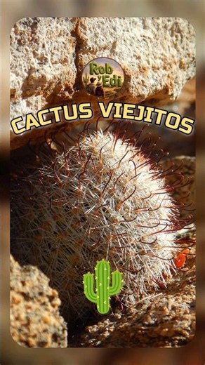 Parece pequeño… pero SOBREVIVE al infierno 🌵☀️