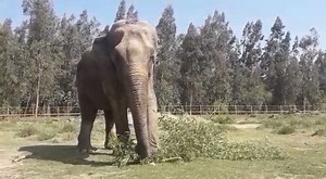 42K views · 10K reactions | A little closer video of our sweet...