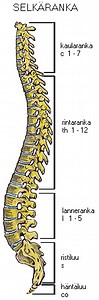 Rintaranka – lyhyt anatomia, toiminta ja 5 liikkuvuusharjoitetta