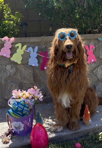 Happy Easter from your favorite double doodle Archie🐣 . . . #doubledoodle #goldendoodle #retriever #goldenretriever #dog #cutedog #fluffy #fluffydog #doghair #cuteanimals #liondog #shaggydog #easter #happyeaster #archie