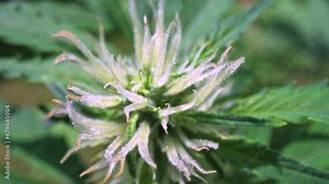 Closeup of flowering cannabis indica sativa female bud. Trichomes and hairs of marijuana bud flower. Medical cannabis growing. UHD 4k video