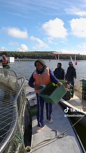 No-Kill Caviar: The Expensive Future of Sustainable Seafood in Madagascar