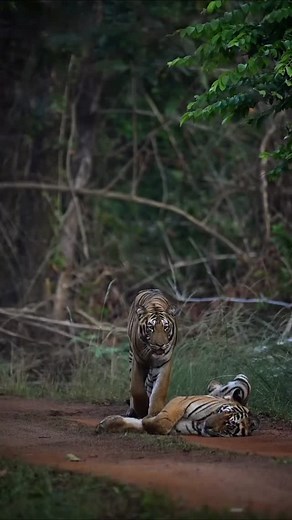 Two tigers meet on a rust-colored forest path. One lies on its back, reaching out with a paw — part challenge, part playful tease. The other stands tall, watching with a mix of calm and caution, eyes locked on the one daring to touch. For a moment, the jungle holds its breath. Maybe it’s a fight for territory, maybe just a game between companions. Their stripes blend with the shadows of the undergrowth, their movements a balance of strength and restraint — a wild dance between tenderness and dom