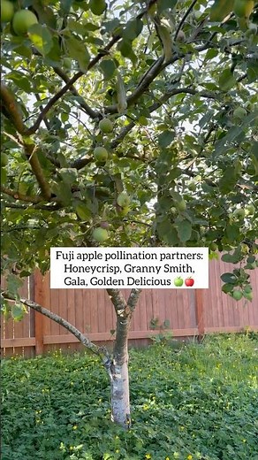 Fuji Apple Tree #appletrees #gardeningtips #fruits #apple