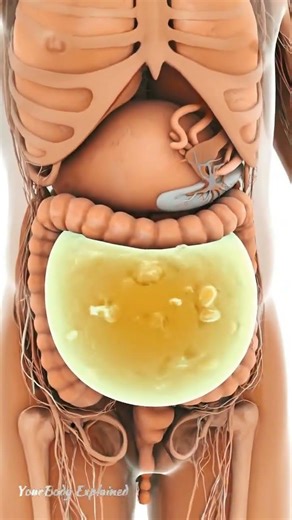 Why Do We Fart? Inside the Body Explained (CGI) #Fart #Gas #GutHealth #DigestiveSystem #MedicalCGI