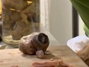 Cow-Eyed Flower | Oddities