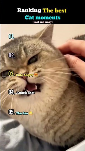 Top 5 Funniest Cat Moments 😂 | Ultimate Cat Fails & Cute Compilation