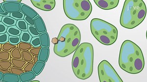 Short-distance Transport of Resources
