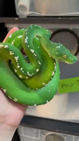 #green #tree #python green tree 😝😳python 20231113173514